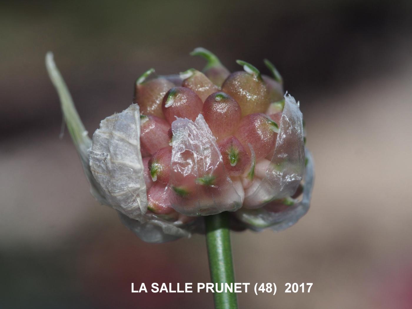 Garlic, Crow flower